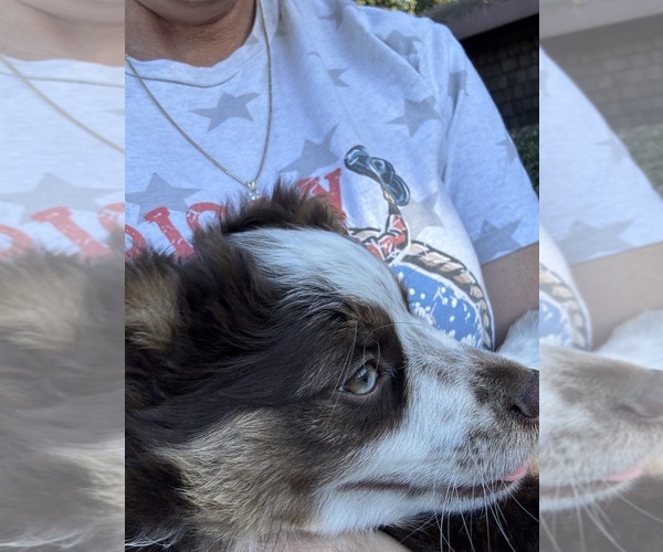 Medium Photo #8 Miniature Australian Shepherd Puppy For Sale in ELK GROVE, CA, USA