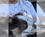 Small #7 Miniature Australian Shepherd