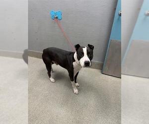 Mutt Dogs for adoption in Las Vegas, NV, USA