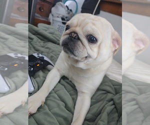 Father of the Pug puppies born on 09/10/2025