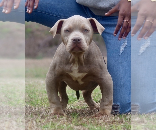 Medium Photo #8 American Bully Puppy For Sale in ORANGEBURG, SC, USA