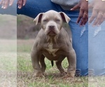 Puppy Puppy 4 American Bully
