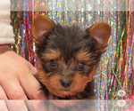 Small Photo #1 Yorkshire Terrier Puppy For Sale in SAFFORD, AZ, USA