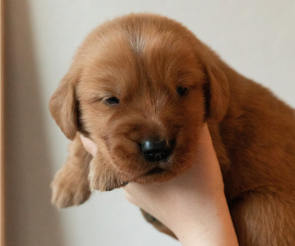 Medium Photo #2 Golden Retriever Puppy For Sale in CHINO VALLEY, AZ, USA