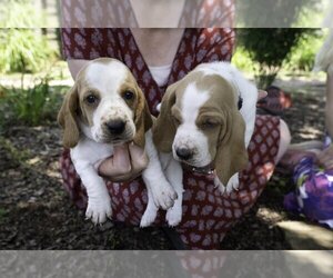 Basset Hound Puppy for Sale in CUMMING, Georgia USA