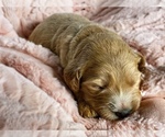 Small Photo #24 Goldendoodle Puppy For Sale in WOODLAND, AL, USA