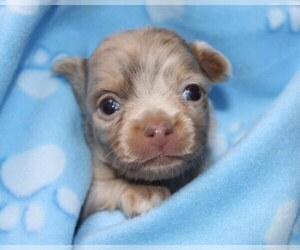 Medium Chihuahua