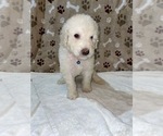Small Photo #19 Poodle (Standard) Puppy For Sale in RALEIGH, NC, USA