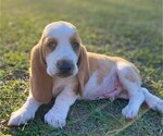 Puppy 3 Basset Hound