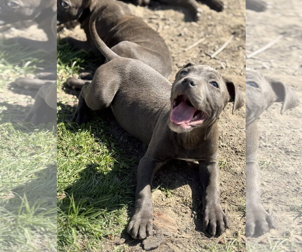 Medium Photo #3 Mutt Puppy For Sale in Fenton, MO, USA