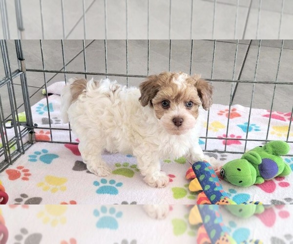 Medium Photo #15 Poovanese Puppy For Sale in ORO VALLEY, AZ, USA