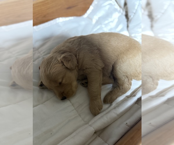 Medium Photo #19 Golden Retriever Puppy For Sale in ROCHESTER, MN, USA