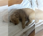 Small #18 Golden Retriever