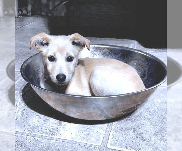 Medium Photo #3 Chihuahua Puppy For Sale in Rutherfordton, NC, USA