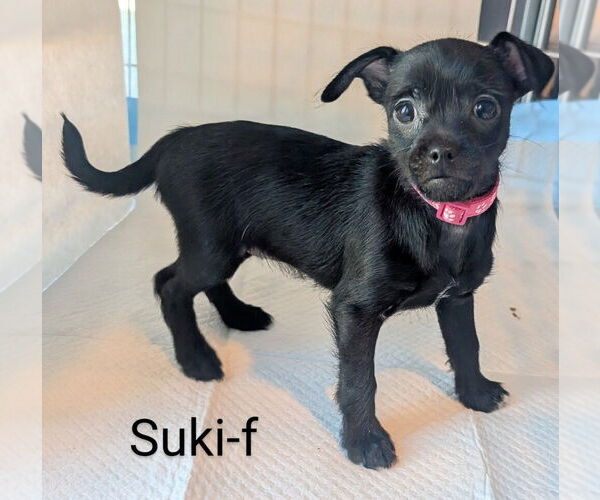 Medium Photo #1 Dameranian Puppy For Sale in San Bernardino, CA, USA