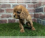 Small #3 Cavalier King Charles Spaniel