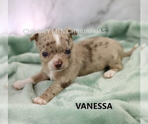 Chihuahua Puppy for sale in MUSKOGEE, OK, USA