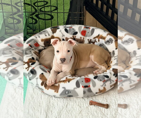 Medium Photo #4 Mutt Puppy For Sale in Spotsylvania, VA, USA