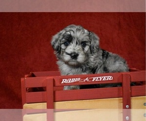 Medium Sheepadoodle