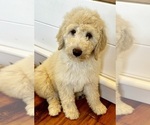 Small Photo #16 Goldendoodle Puppy For Sale in PENSACOLA, FL, USA