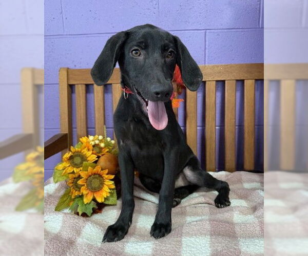 Medium Photo #2 Mutt Puppy For Sale in Genesee, WI, USA