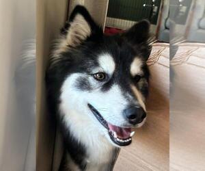 Ember - Female Siberian Husky Dog for Adoption - Photo #2