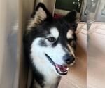 Small #1 Siberian Husky