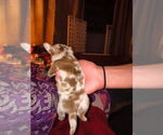 Small Photo #3 Chiranian Puppy For Sale in WEST BRANCH, MI, USA