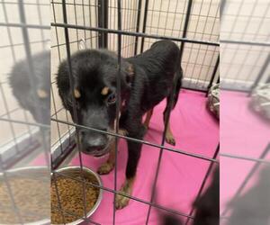 Australian Shepherd Dogs for adoption in Sugar Land, TX, USA