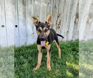 German Shepherd Dog-Unknown Mix Dogs for adoption in Sandy, UT, USA