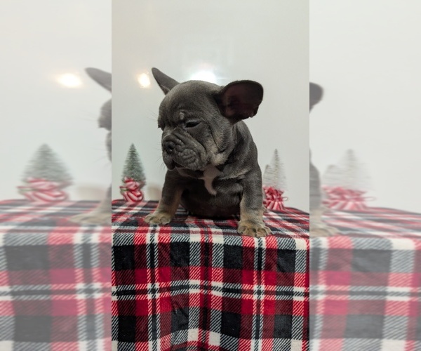 Medium Photo #54 French Bulldog Puppy For Sale in GOSHEN, IN, USA