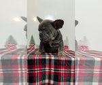 Small Photo #54 French Bulldog Puppy For Sale in GOSHEN, IN, USA