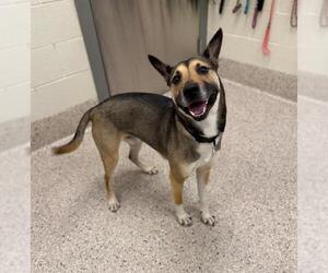 German Shepherd Dog-Unknown Mix Dogs for adoption in Brighton, CO, USA