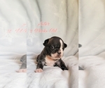 Small Photo #2 French Bulldog Puppy For Sale in NOONDAY, TX, USA