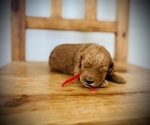 Small #7 Goldendoodle (Miniature)