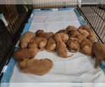 Puppy Litter photos Golden Retriever