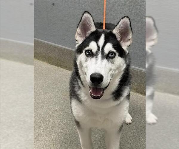Medium Photo #1 Siberian Husky-Unknown Mix Puppy For Sale in Las Vegas, NV, USA