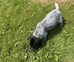 Puppy Male 2 German Shorthaired Pointer