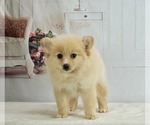 Small Photo #2 Pomeranian Puppy For Sale in WARSAW, IN, USA