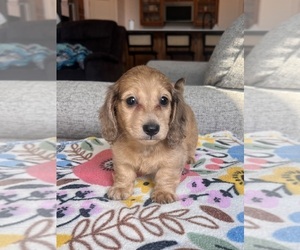 Dachshund Puppy for sale in BELDING, MI, USA