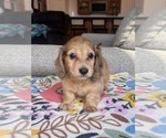 Small Dachshund