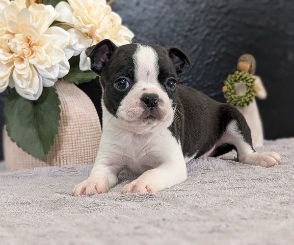 Medium Photo #14 Boston Terrier Puppy For Sale in GOSHEN, IN, USA