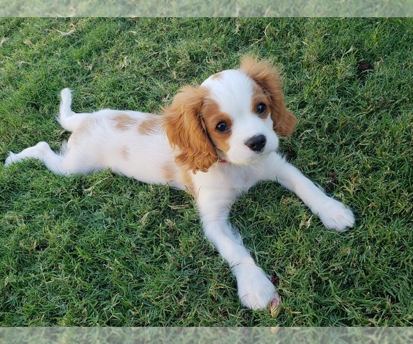 Medium Photo #5 Cavalier King Charles Spaniel Puppy For Sale in FRISCO, TX, USA