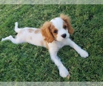 Small Photo #5 Cavalier King Charles Spaniel Puppy For Sale in FRISCO, TX, USA