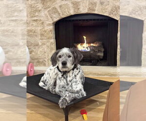 Dalmatian-Unknown Mix Dogs for adoption in Claremore, OK, USA