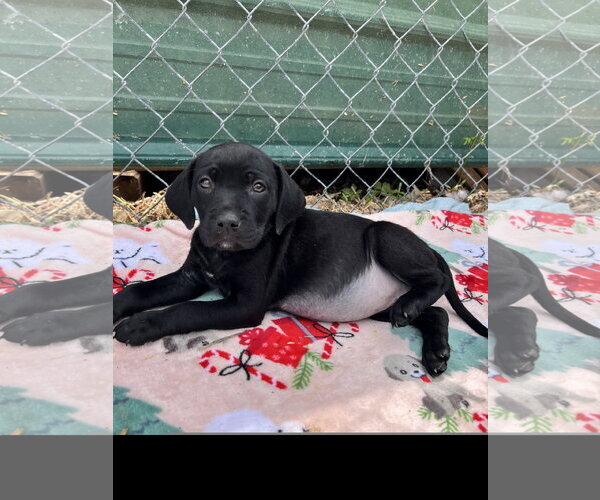 Medium Photo #3 Catahoula Leopard Dog-Unknown Mix Puppy For Sale in Tracy City, TN, USA