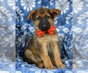 German Shepherd Dog Puppy for sale in ELKTON, MD, USA