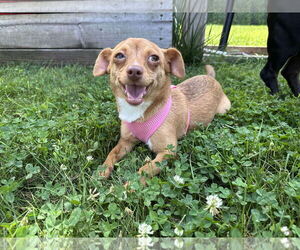 Chihuahua-Unknown Mix Dogs for adoption in Minneapolis, MN, USA