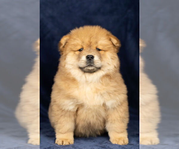 Full screen Photo #6 Chow Chow Puppy For Sale in NAPPANEE, IN, USA