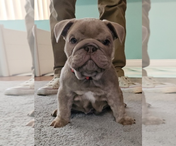 Medium Photo #1 English Bulldog Puppy For Sale in LAS VEGAS, NV, USA